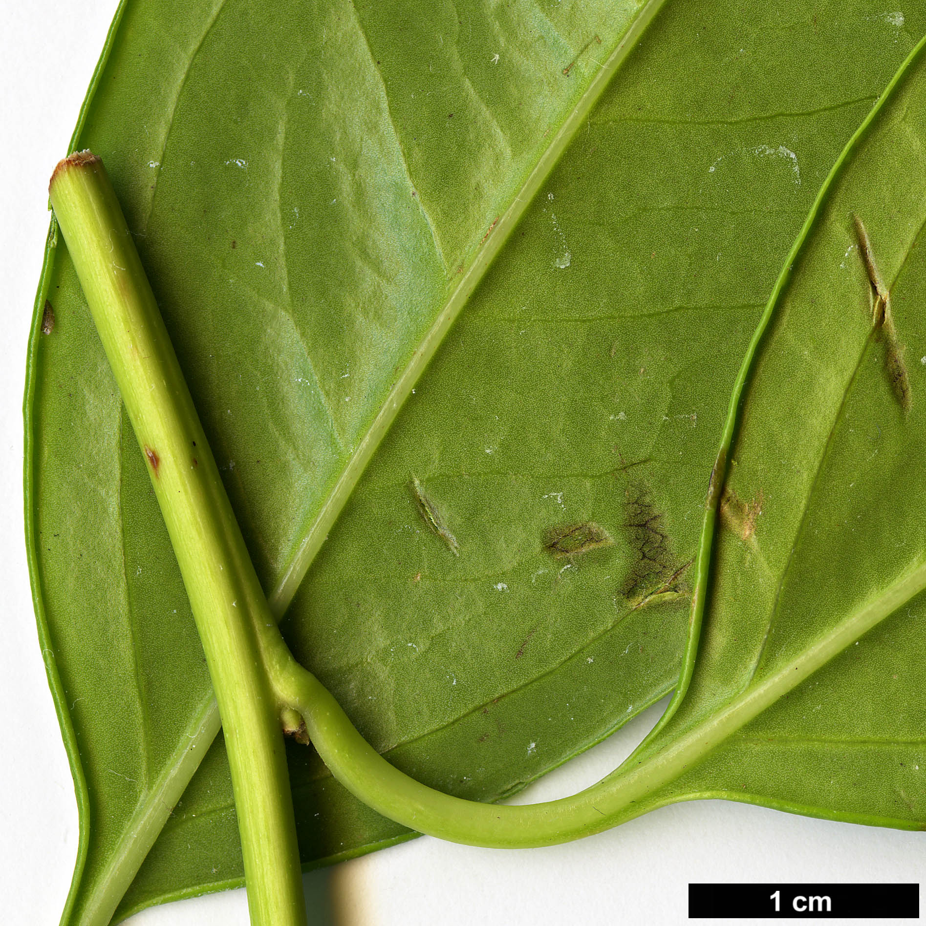 High resolution image: Family: Buxaceae - Genus: Sarcococca - Taxon: trinervia